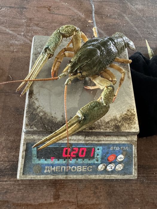 Живі раки завжди в наявності, краща ціна!