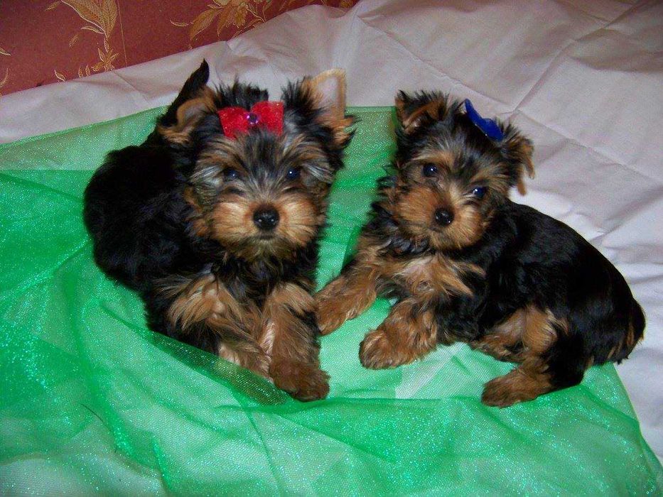 Щенки йоркшерского терьера ищут свой дом