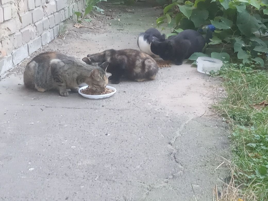 Нужен сильно корм для котов и кошек