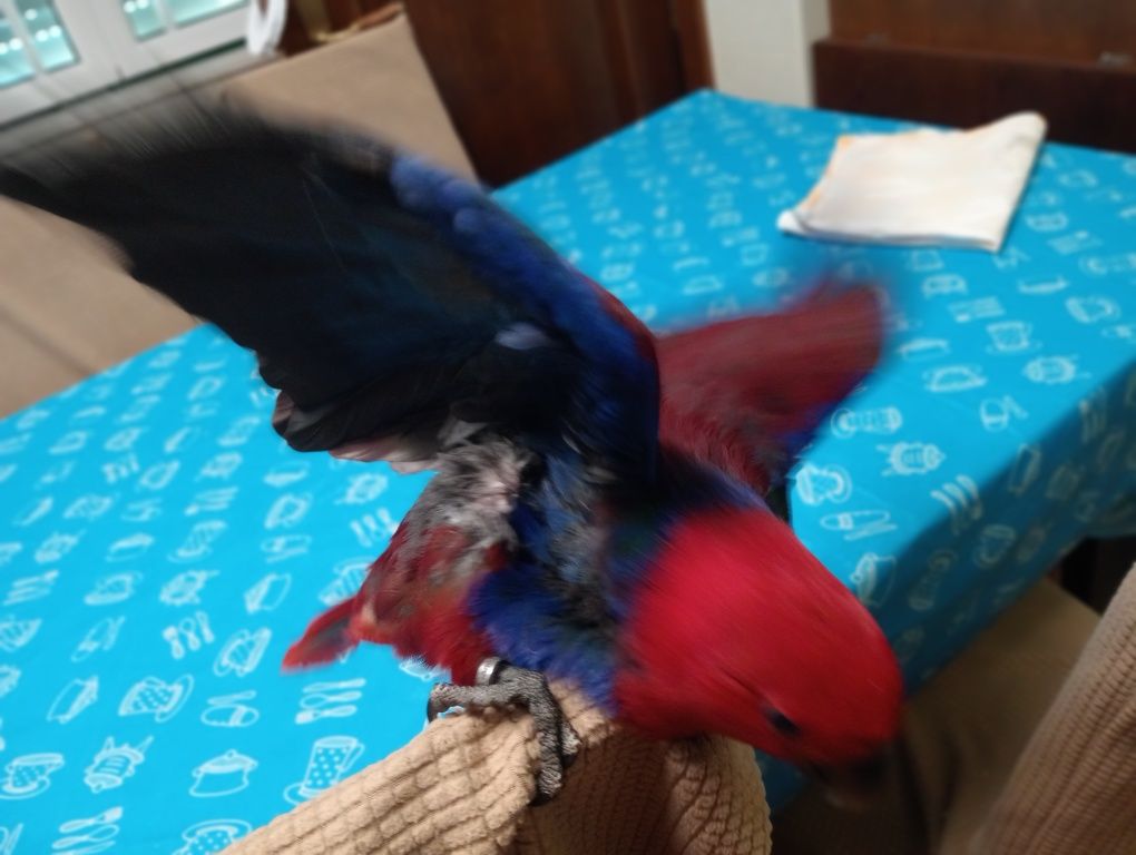 Papagaio Ecletus (Fêmea)