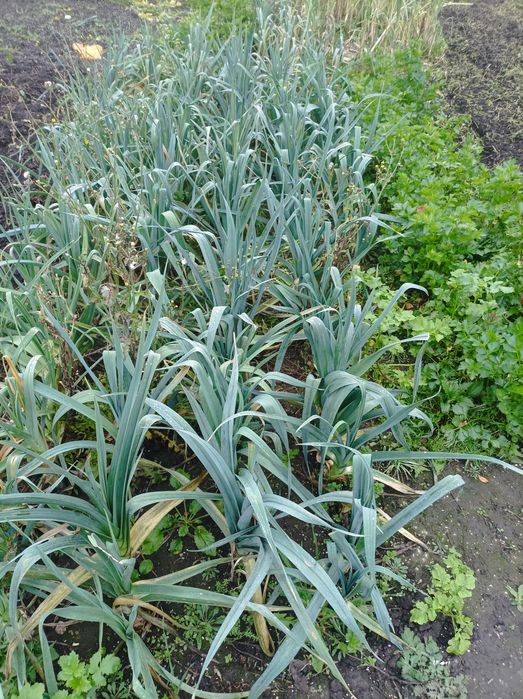 Por 15 szt zrywany na zamówienie