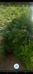Oddam krzewy Hibiskusa