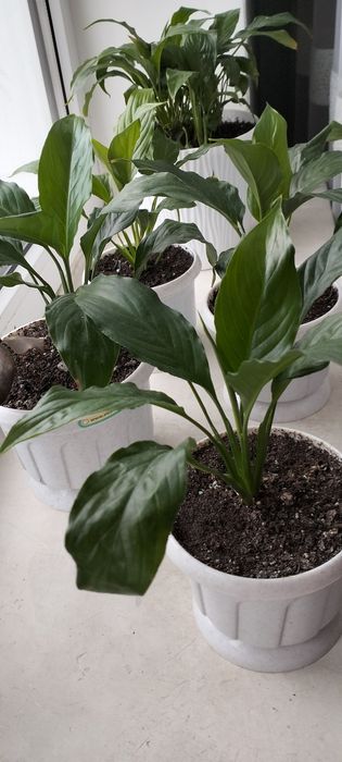 Спатифіллум молоді саджанці