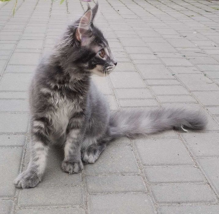 Кошеня  Мейн-кун