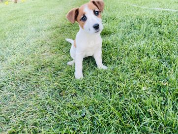 Jack Russell Terrier suczka Figa rodowód