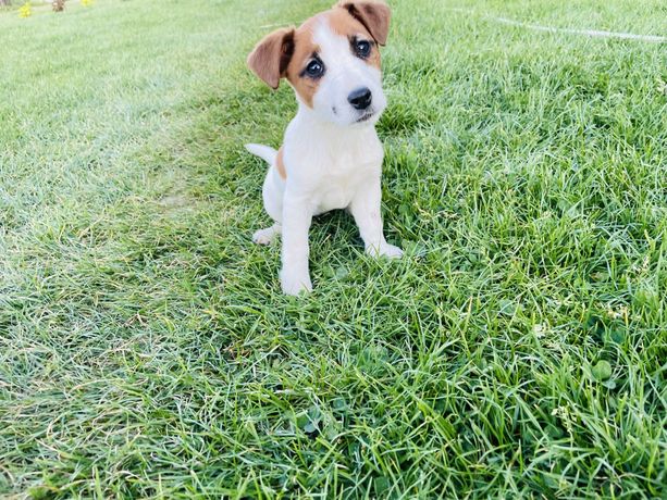 Jack Russell Terrier suczka Figa  rodowód