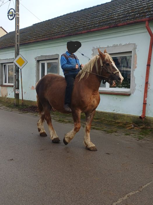 Klacz 9 lat z ogierkiem