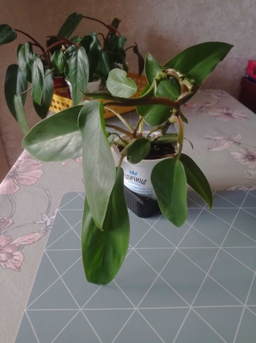 Неймовірно красиві рослини Філодендрон