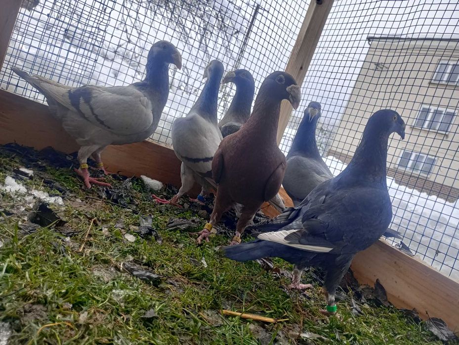 Gołębie rzeszwoskie