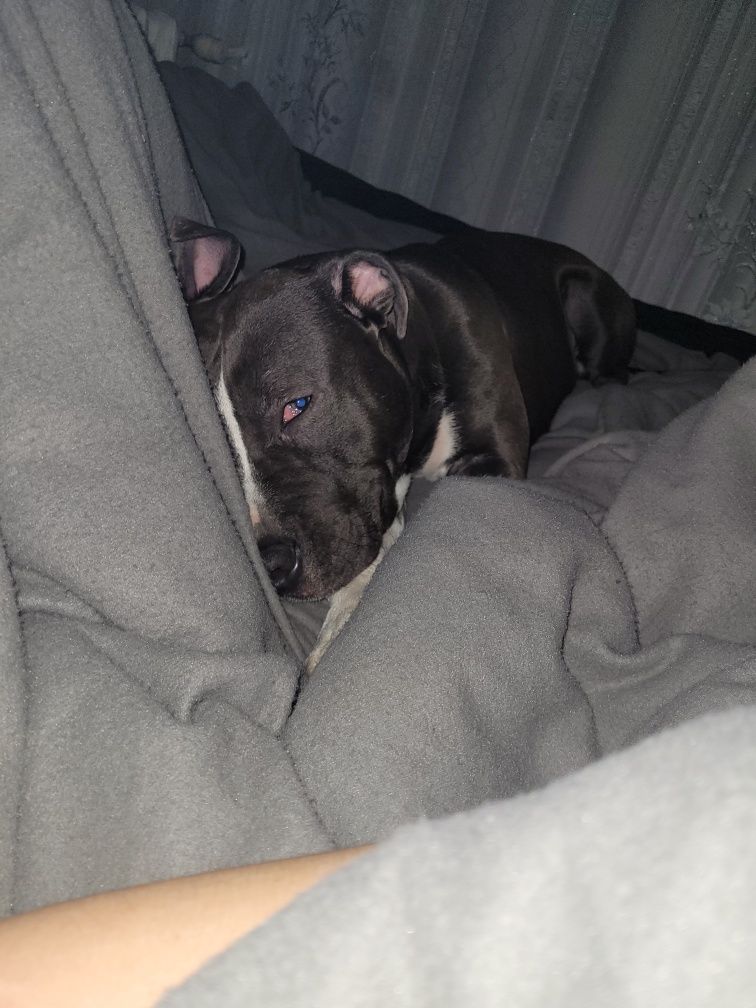 Młoda suczka amstaff do adopcji roczna