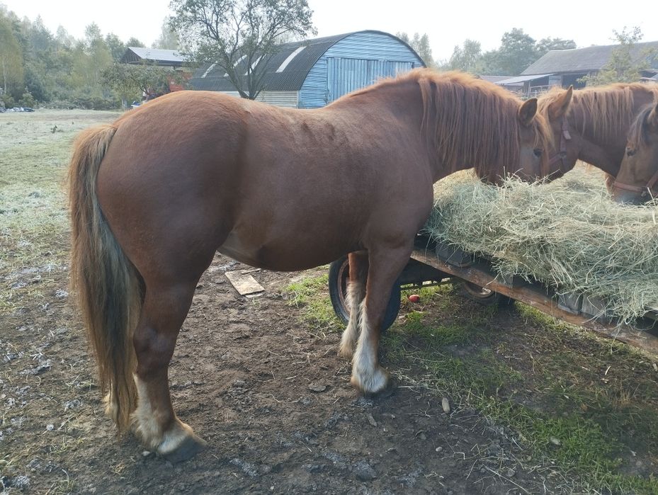 Klacz zimnokrwista 5 lat