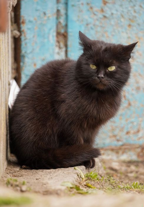 Вуличні коти, кішки, молоді