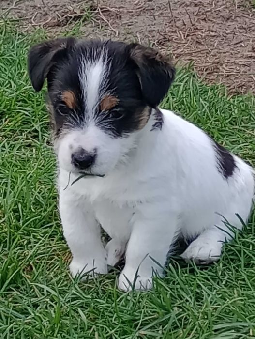 Piesek rasy Jacek Russell terrier z metryką ZKwP do rezerwacji