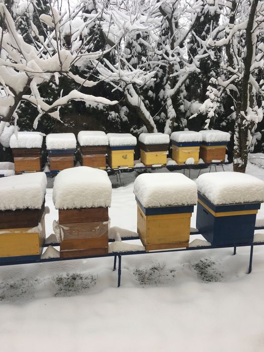 Продам бджоло пакети! 2025рік. Бджола карніка, матки ф 1