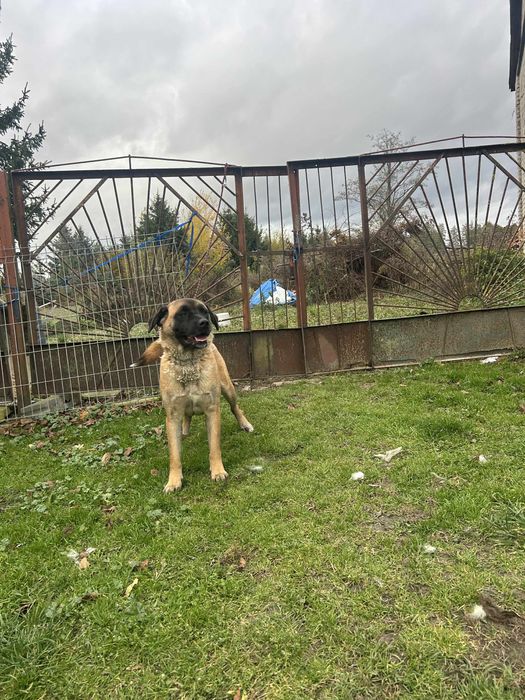 Oddam suczke w dobre ręce