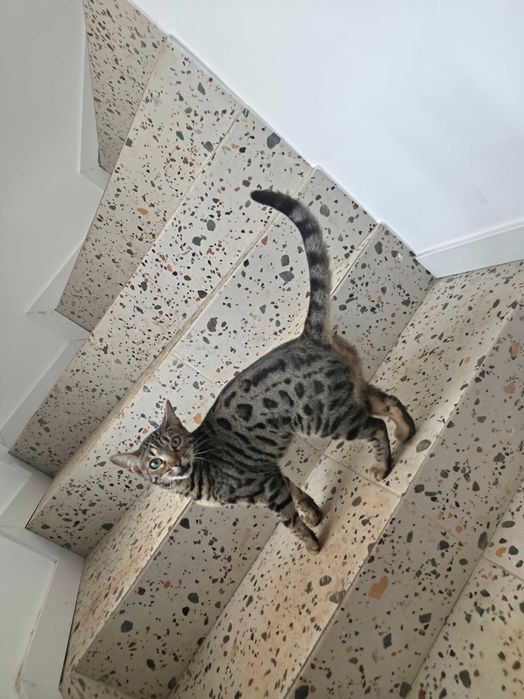 Gato de Bengala castrado / Madeira