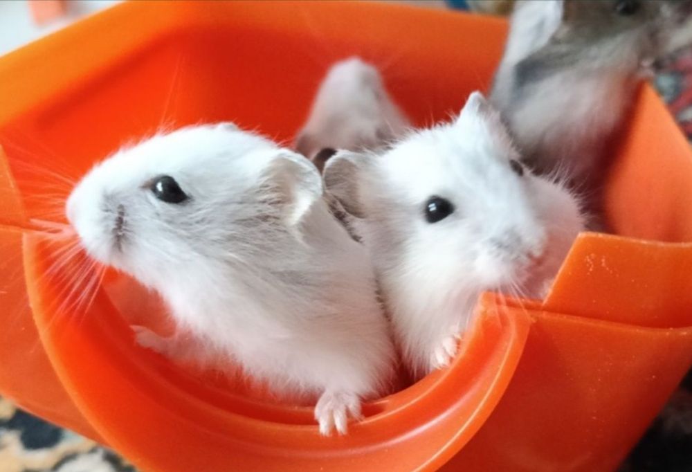 Джунгарские хомячки детёныши попутная доставка