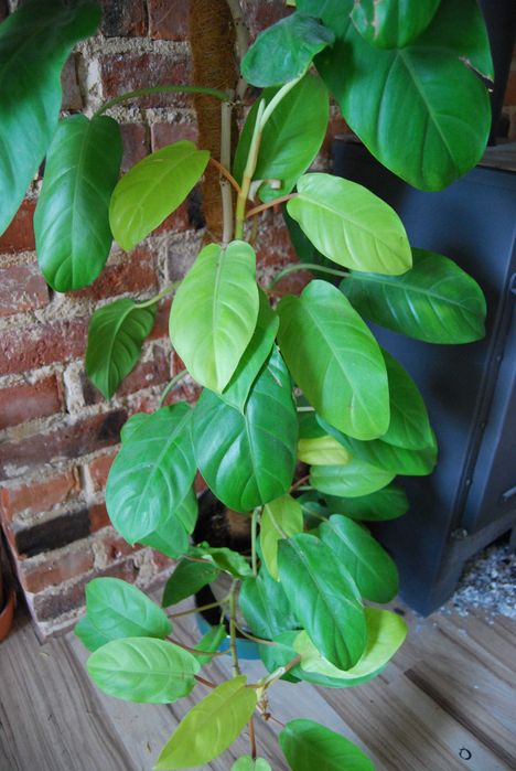 filodendron malaya gold philodendron