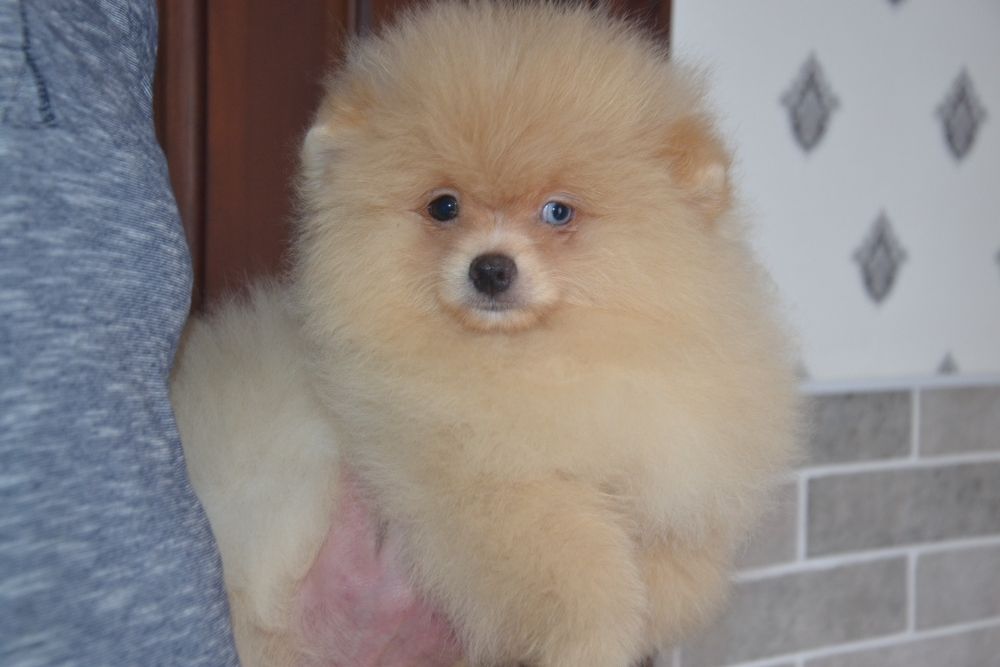 Шикарный мальчик, голубоглазый медведь