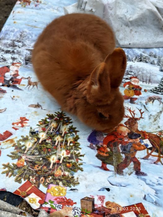 Nowozelandzki Czerwony Samiczki