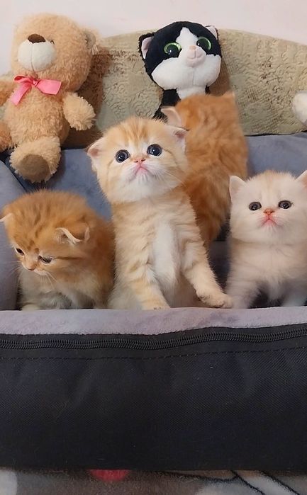 Золотые шиншиллы котята