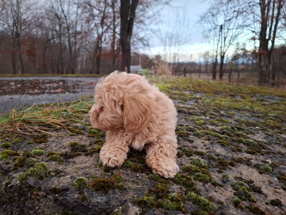 maltipoo szczeniak