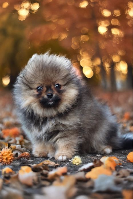 Malutka sunia miś szpic miniaturowy pomeranian ZKwP FCI