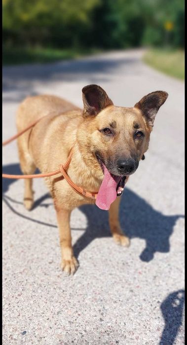 Gary - kochany psiak szuka domu