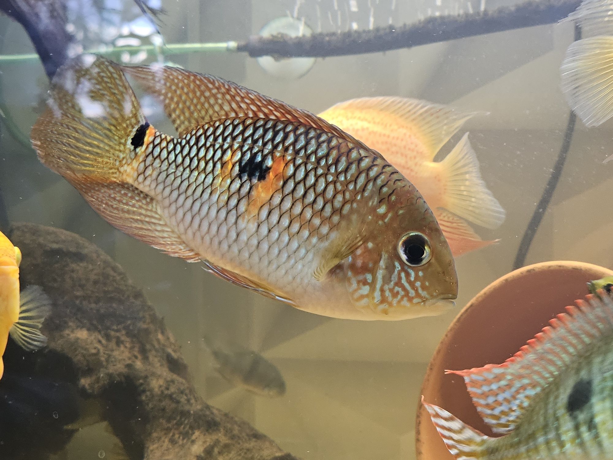 Pielegnica Akara zolta