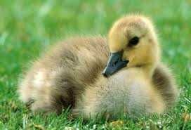 Гусенята Велика Сіра