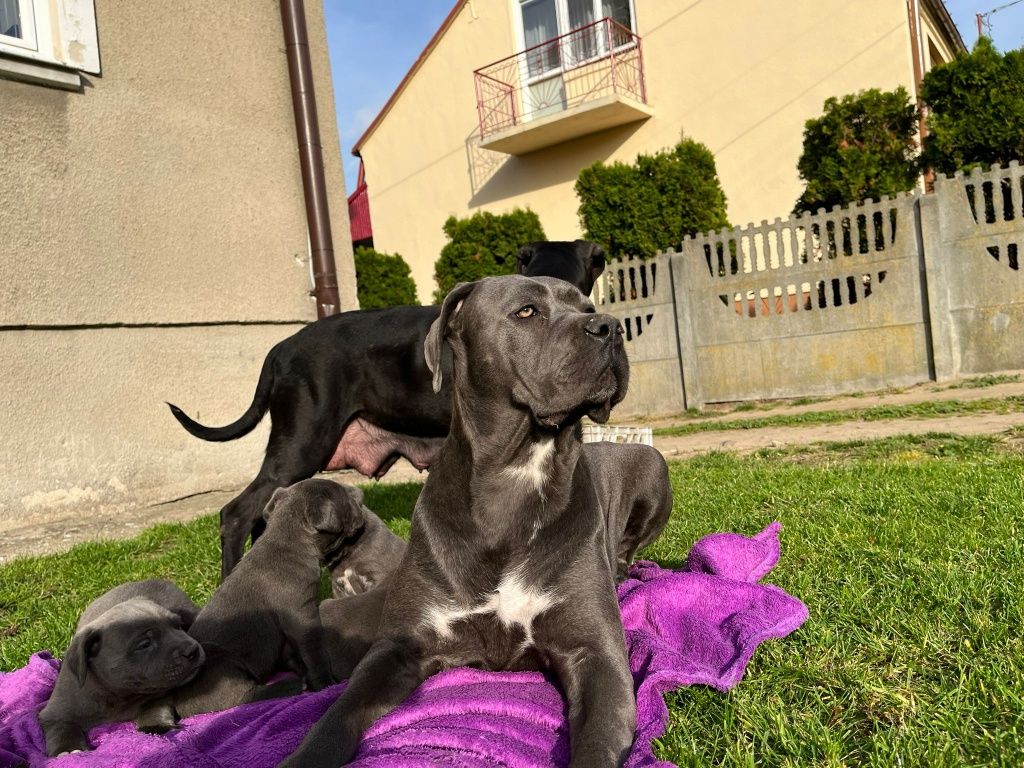 Cane Corso mocny pies