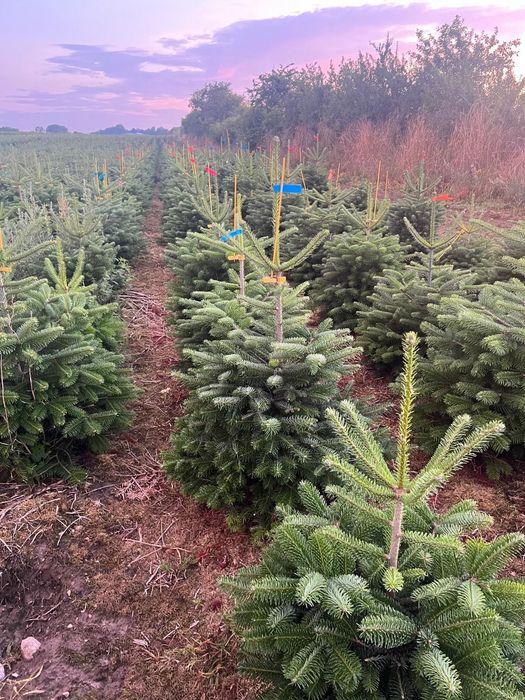 Jodła Kaukaska ukorzeniona w donicy 100-130 cm DUŻE ILOŚCI