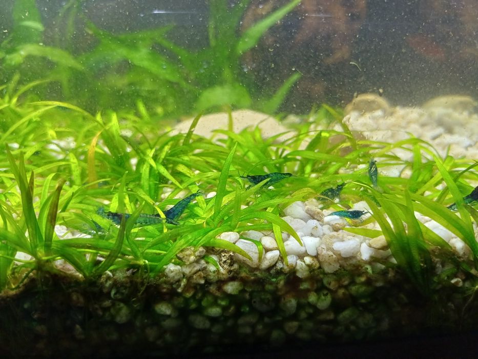 Neocaridina Blue Dream