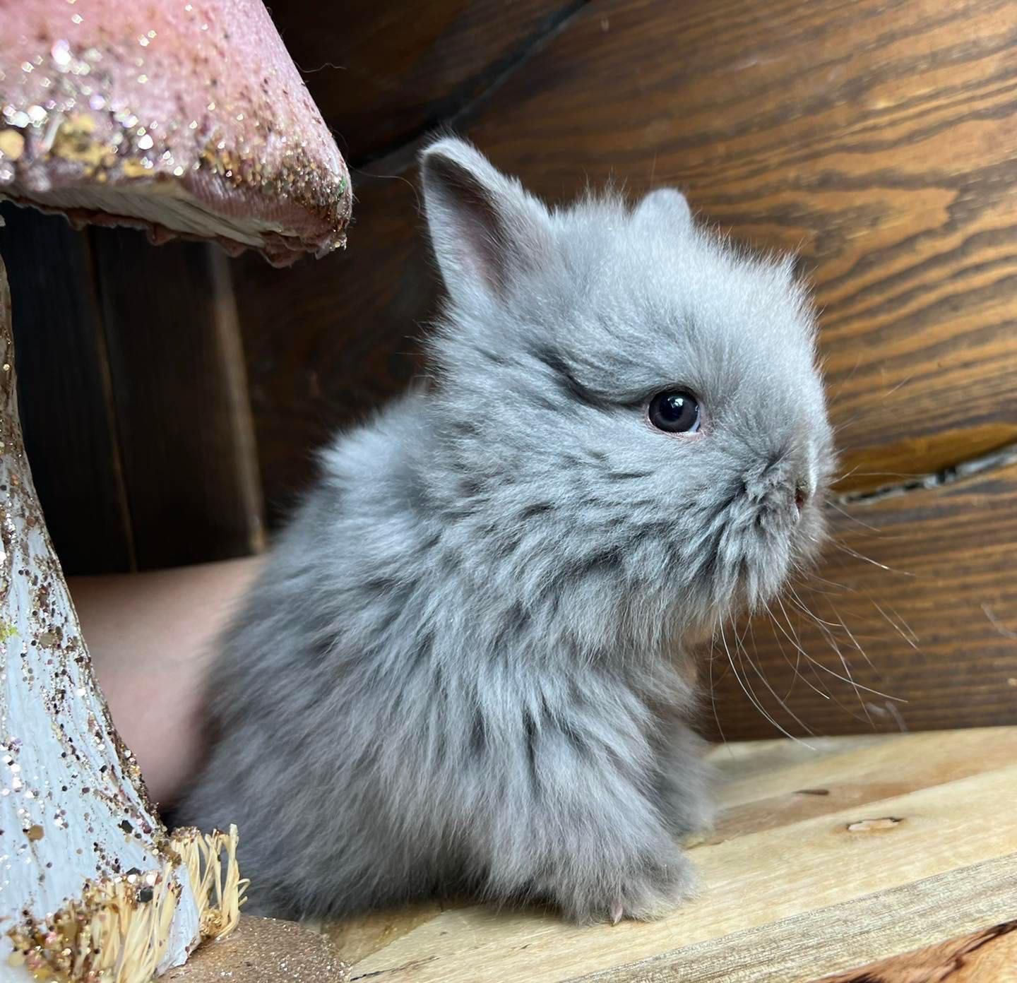 Mini lop teddy karzełek zarejestrowana hodowla