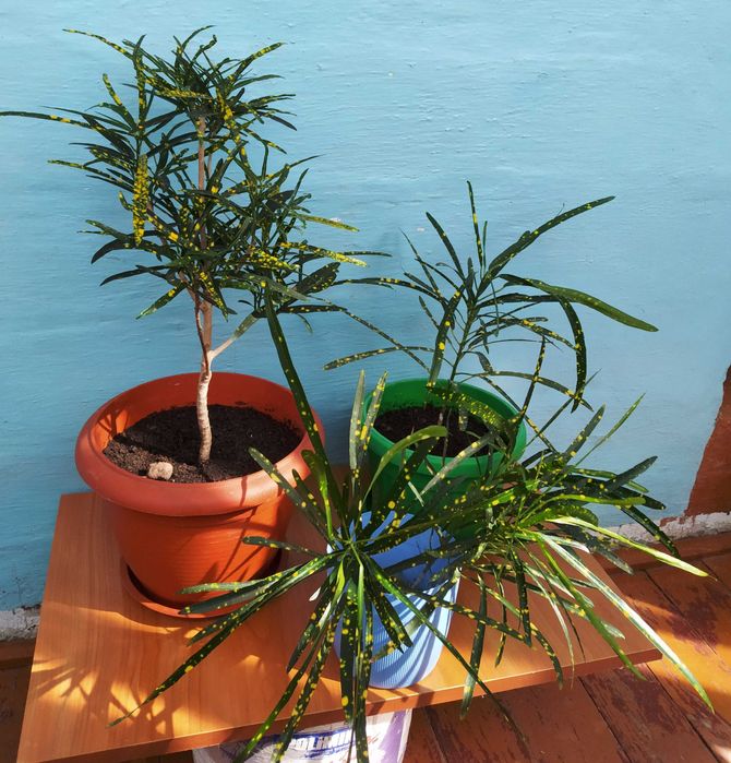 Продам КРОТОН "Бризки шампанського".