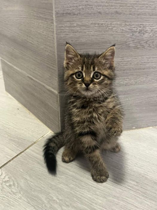 Котик кицька моллі