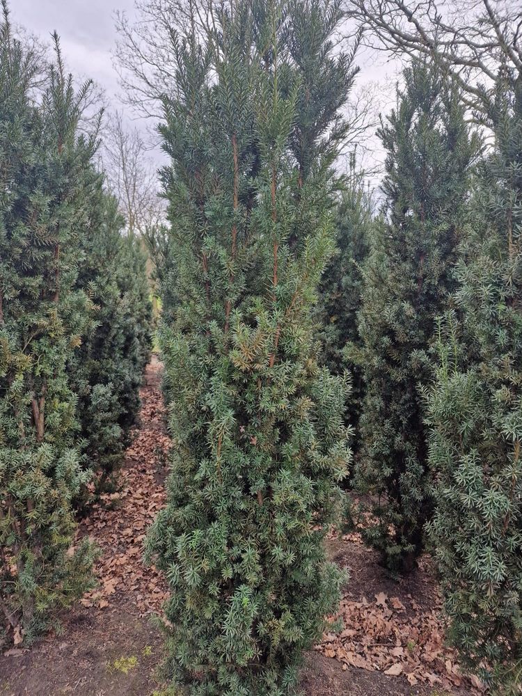 Cis  hikisi 220-240cm . Hilli Szmaragd laurowiśnia sosna cis jałowiec