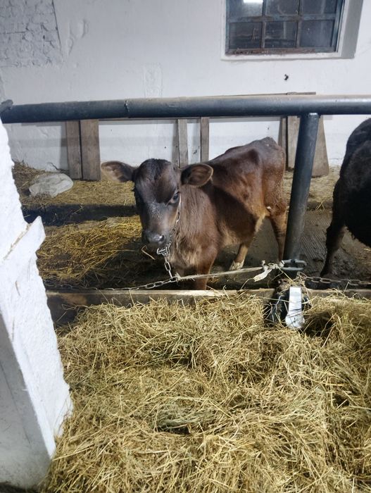 Продам теличку полукровку джерсея