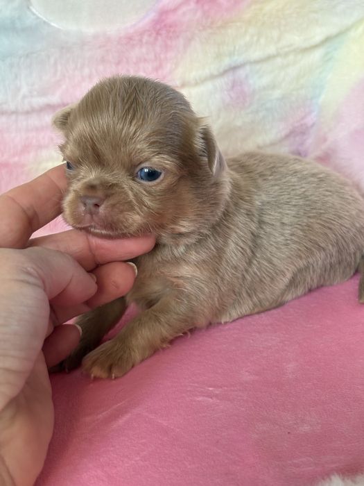 **Malutki rudzielaszek**