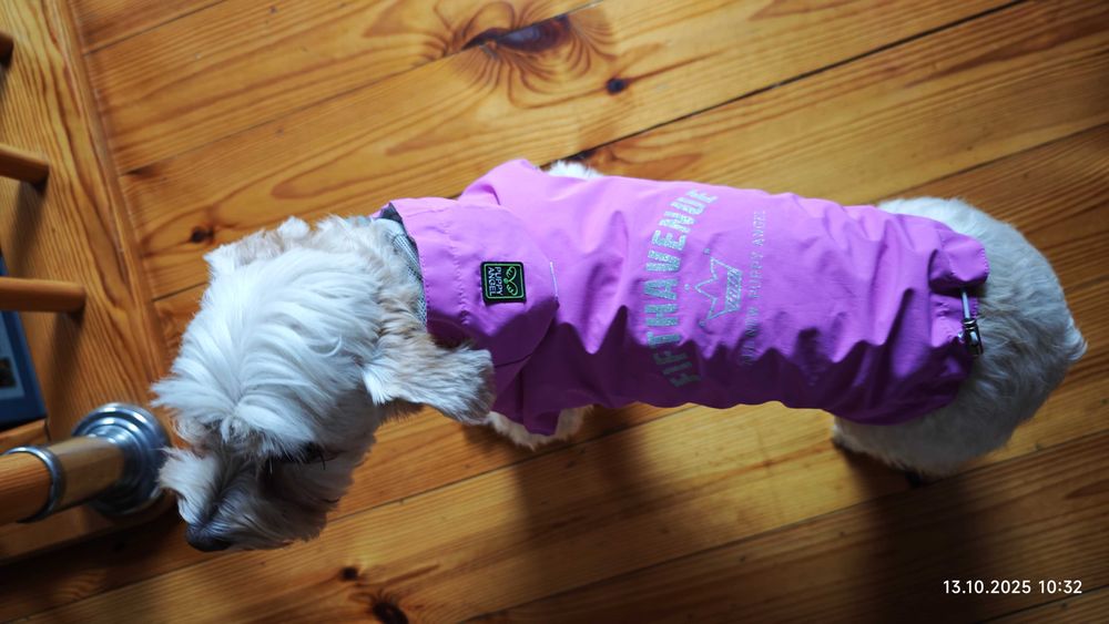 Psia kurteczka na deszcz Puppy Angel - L