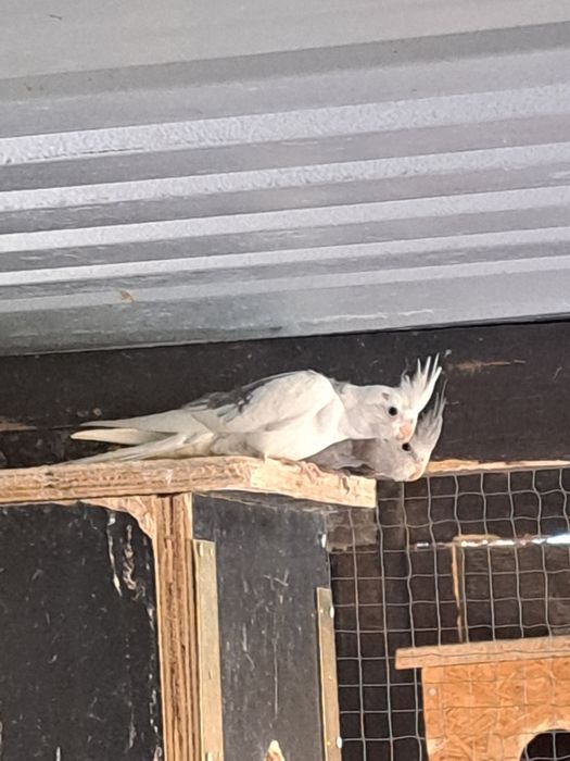 Sprzedam Papugi nimfy