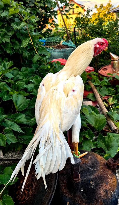 Parrot aseel koguty