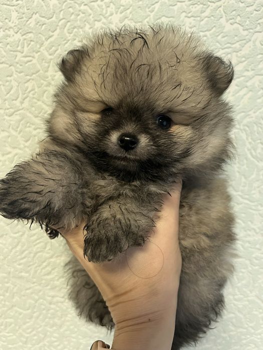 Померанский шпиць