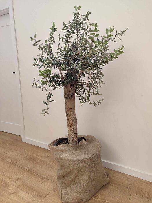 Drzewo oliwne ok. 1,3 m