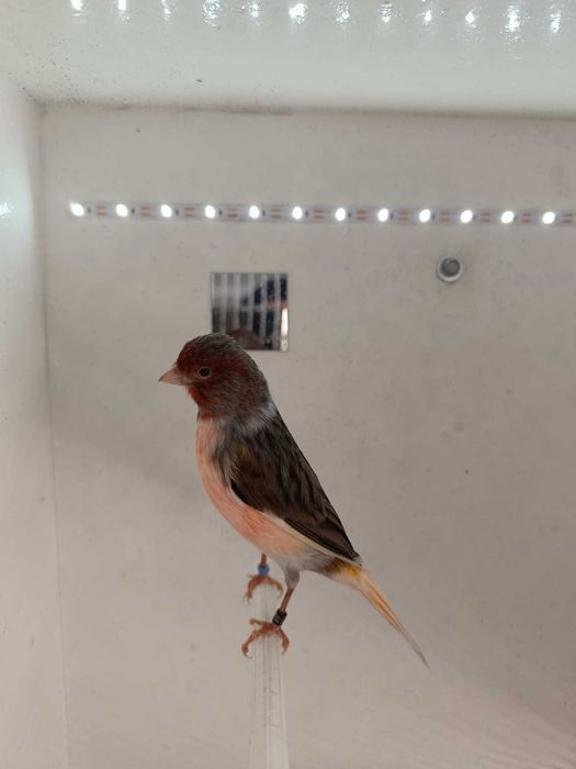 Canário Arlequim Português 2 Machos