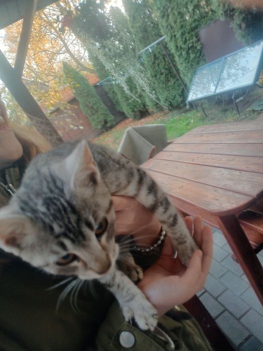 Piękny kocurek do oddania