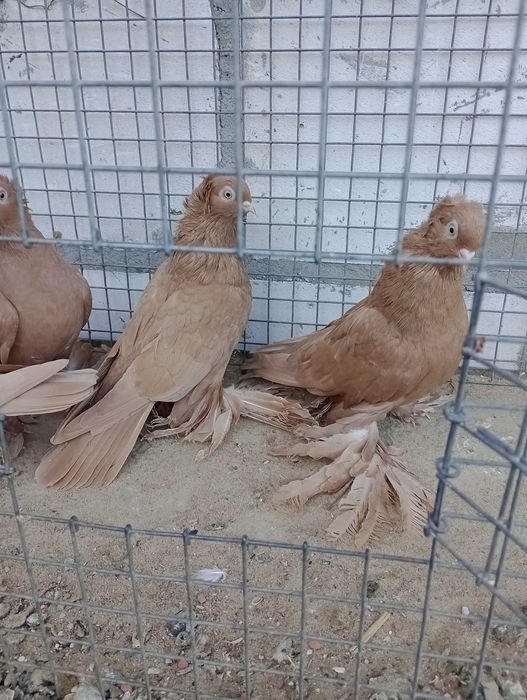 Gołębie ozdobne wywrotki wschodniopruskiej