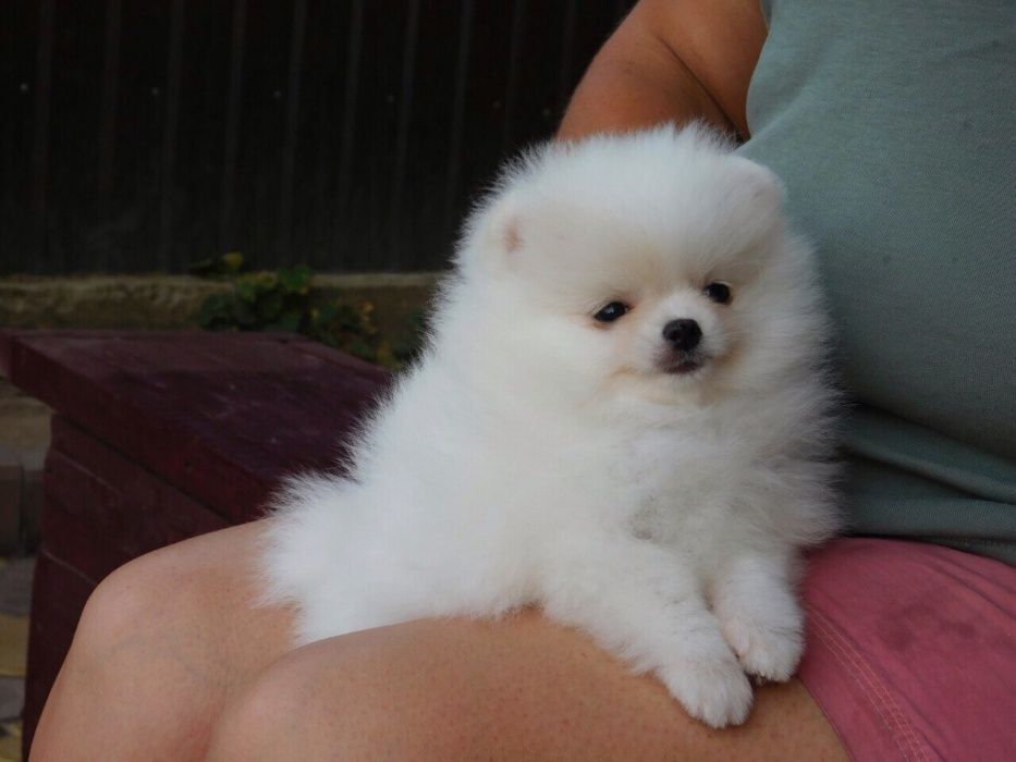 Шикарный кобель шпица для вязки!