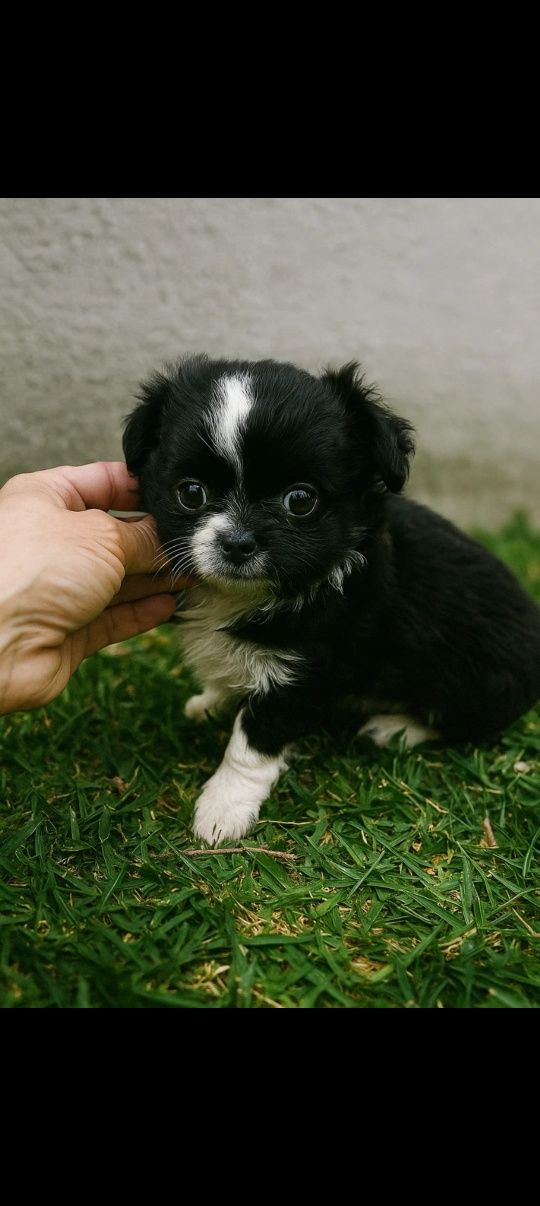 Chihuahua menino mini pelo longo