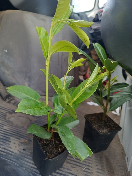 Laurowiśnia Novita doniczka P9 30-40 cm
